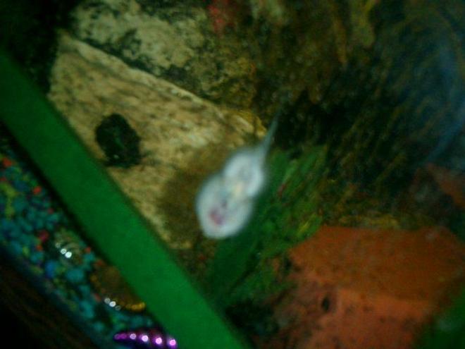 freshwater fish - beaufortia kweichowensis - hillstream loach stocking in 125 gallons tank - MY CUTE LIL HILLSTREAM LOACH