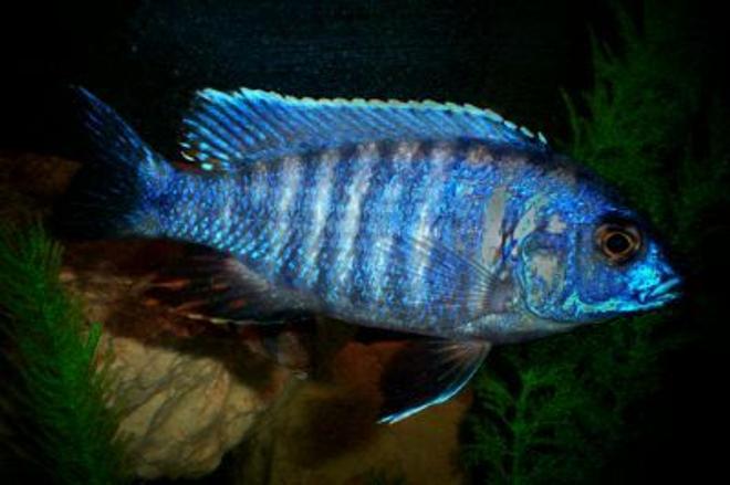 freshwater fish - blue regal peacock stocking in 46 gallons tank - This is my Blue Regal Peacock