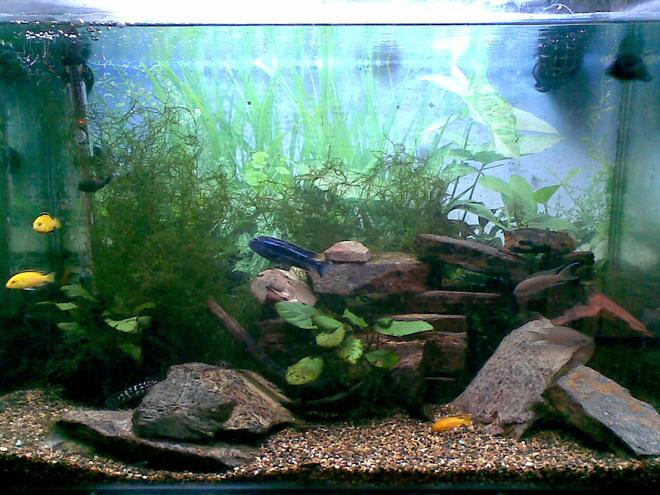 45 gallons freshwater fish tank (mostly fish and non-living decorations) - The Blue Jahanni is a camera hog everytime we took a pic he was in it.  The rocks on the bottom where the transcriptus is, is where all the babies hide (really cute at feeding time). And the Sonadontus hides behind all the rocks at the back only popping his head out at night or when it is feeding.   (PLEASE FORGIVE THE NAME  BEING SPELT INCORRECTLY)