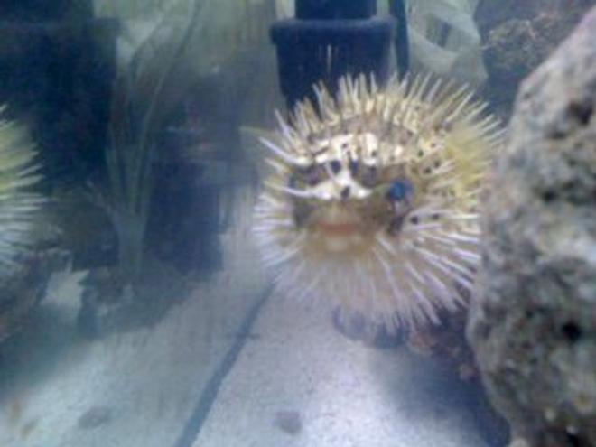 saltwater fish - diodon holocanthus - porcupine puffer stocking in 60 gallons tank - my puffer fish all puffed up!