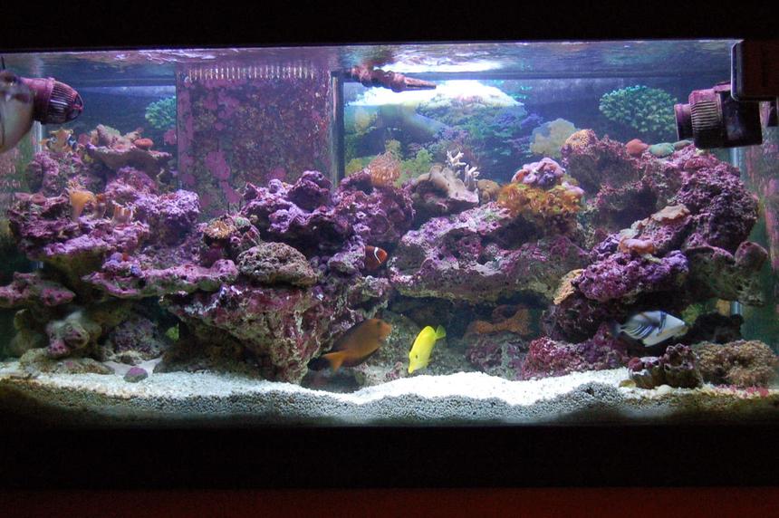 Rated #169: 90 Gallons Reef Tank - full tank shot