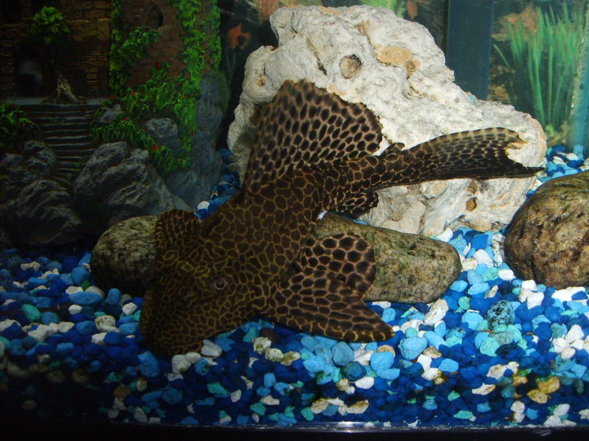freshwater fish - glyptoperichthys gibbiceps - sailfin pleco (l-83) stocking in 55 gallons tank - large sail fin pleco