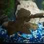 freshwater fish - glyptoperichthys gibbiceps - sailfin pleco (l-83) stocking in 55 gallons tank - large sail fin pleco