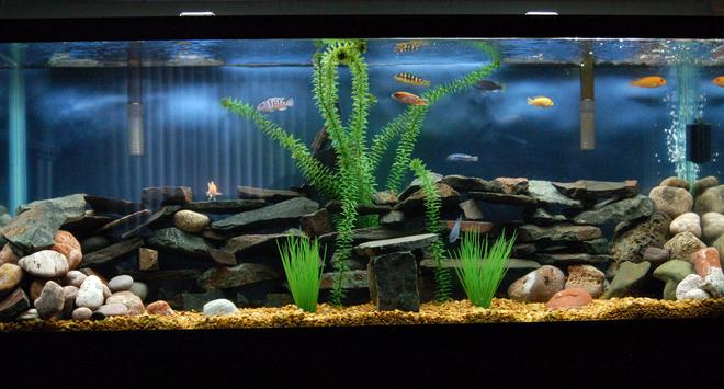 55 gallons freshwater fish tank (mostly fish and non-living decorations) - Mostly Chiclids, 1 rope fish