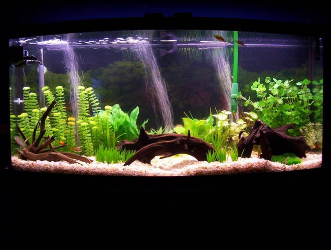 72 gallons freshwater fish tank (mostly fish and non-living decorations) - My 72 Gallon Bowfront Tank- South American/Community