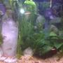 fish tank picture -