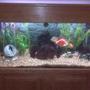 freshwater fish - heros severus x amphilophus citrinellum - blood parrot stocking in 80 gallons tank -