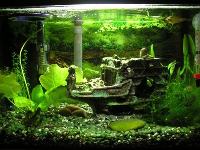 5 gallons planted tank (mostly live plants and fish) - Updated pic of my 5 gallon tank
03/31/08