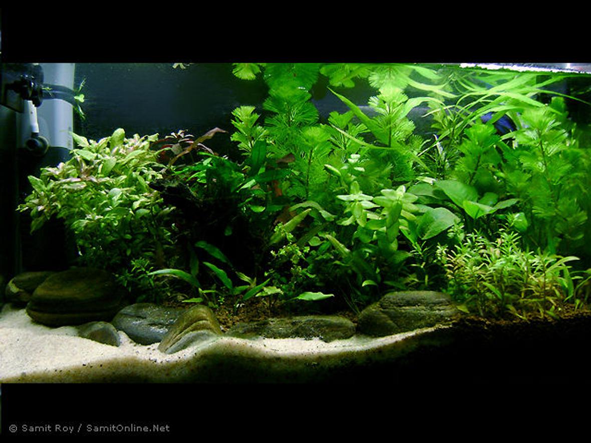 42 gallons planted tank (mostly live plants and fish) - Secret Shore / 6 gl Planted Nano Substrate: Commercial + White River Sand Light: 11 x 2 PLL CO2: DYI (Yeast + Sugar) Filtration: Internal