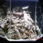 45 gallons saltwater fish tank (mostly fish, little/no live coral) - 70 lbs rock curing