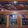 125 gallons reef tank (mostly live coral and fish) - view of tank with doors of sump and refugium open