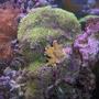 corals inverts - briareum sp. - starburst polyp stocking in 125 gallons tank - fast growing