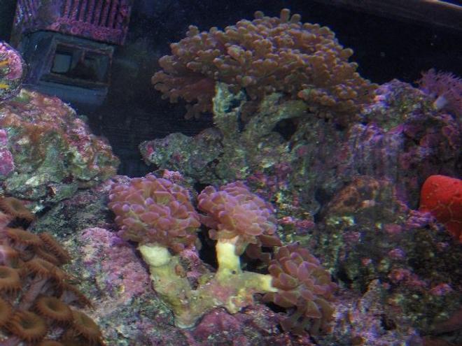 corals inverts - euphyllia paranchora - hammer / anchor coral, branching stocking in 125 gallons tank - coral