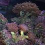 corals inverts - euphyllia paranchora - hammer / anchor coral, branching stocking in 125 gallons tank - coral