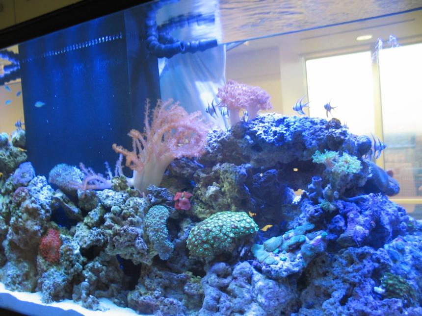Rated #165: 215 Gallons Reef Tank - 215