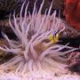 corals inverts - condylactis gigantea - condy anemone stocking in 125 gallons tank - pink tip