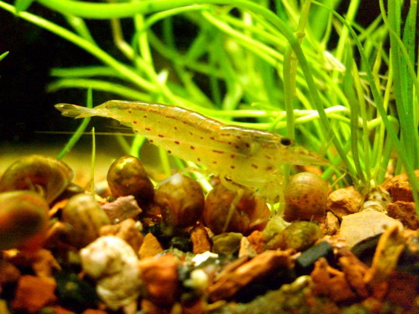 Rated #72: Corals Inverts - Caridina Japonica - Japonica Amano Shrimp Stocking In 16 Gallons Tank - Cardinia japonica