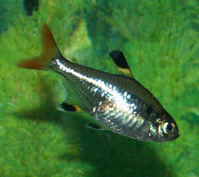 freshwater fish - pristella maxillaris - x-ray pristella tetra stocking in 110 gallons tank - Pristella Tetra