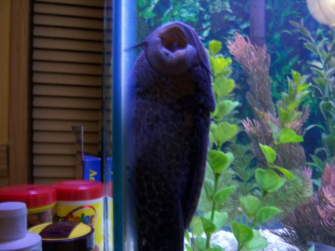 freshwater fish stocking in 46 gallons tank - big O black sucker fish