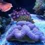 corals inverts - zoanthus sp. - button polyp, pink stocking in 75 gallons tank - Center of tank