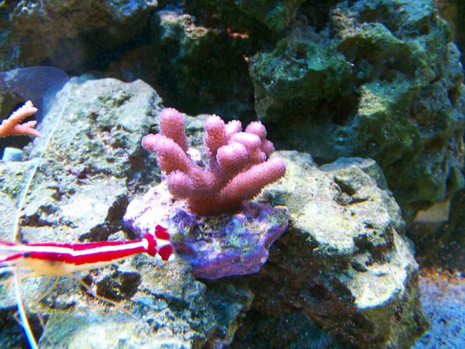 corals inverts - stylophora spp. - stylophora coral stocking in 75 gallons tank - Pink Stylophora