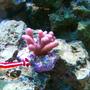 corals inverts - stylophora spp. - stylophora coral stocking in 75 gallons tank - Pink Stylophora