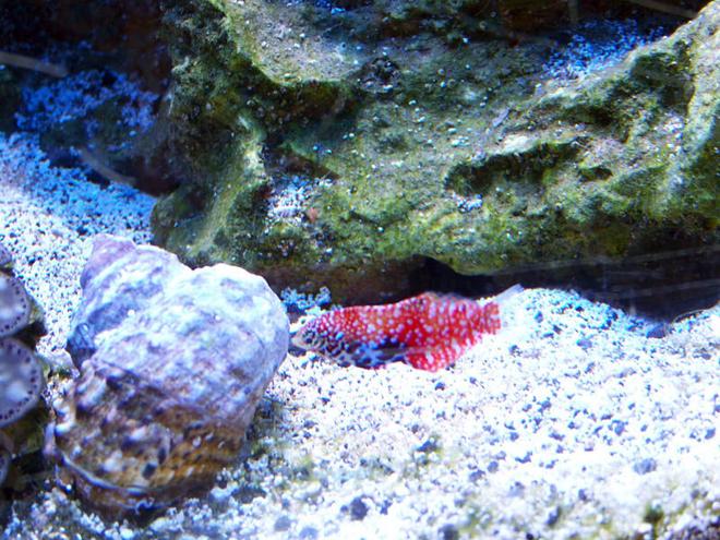 saltwater fish - macropharyngodon bipartitus - blue star leopard wrasse stocking in 75 gallons tank - Juvenile Bipartitus Leopard Wrasse