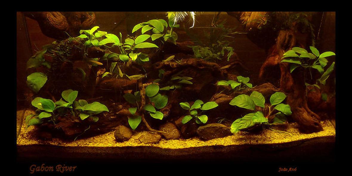 15 gallons planted tank (mostly live plants and fish) - West African Biotope