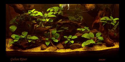 15 gallons planted tank (mostly live plants and fish) - West African Biotope