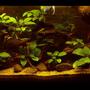 15 gallons planted tank (mostly live plants and fish) - West African Biotope