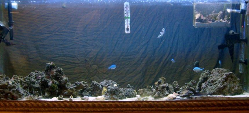 Rated #232: 55 Gallons Reef Tank - The Reef Tank - this tank is double sided veiw, i have a bed sheet there behind the tank for now. my cam is kinda a peice of crap