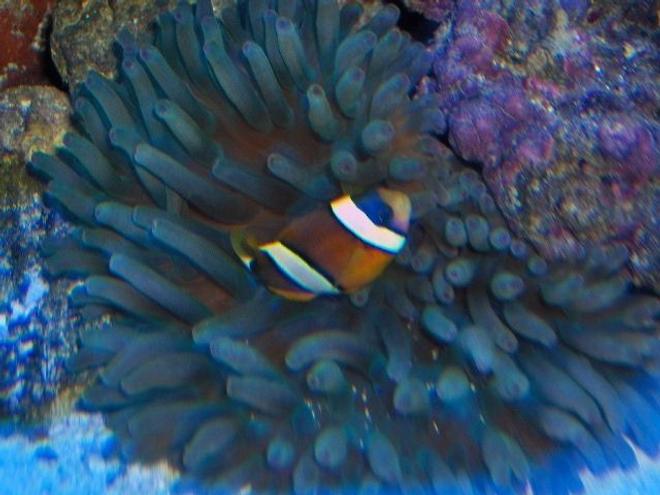 corals inverts - condylactis sp. - haitian reef anemone stocking in 125 gallons tank - clown sleeping at night