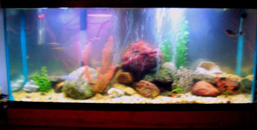 Rated #4012: 55 Gallons Freshwater Fish Tank - crappy camera