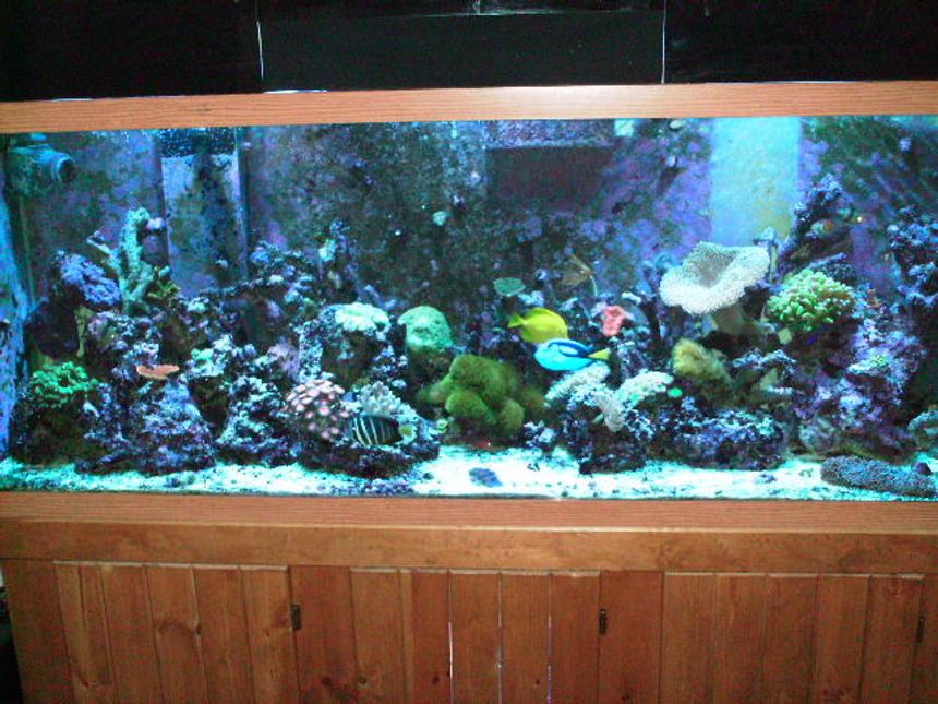 Rated #163: 150 Gallons Reef Tank - front