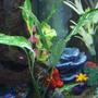 fish tank picture - This is the only live plant(so far) I have in the tank. It is called a Brazilian Sword and it is BEAUTIFUL and also helps with the Algae Bloom. I do suggest at least one live plant in your tank. I plan to get more.