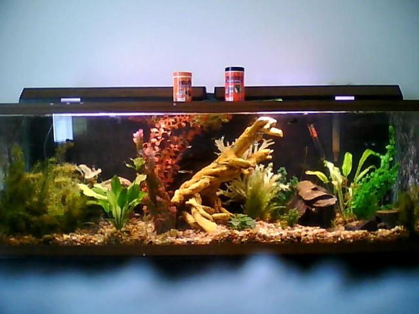 Rated #130: 100 Gallons Planted Tank - 100 gallon planted community tank sorry about the picture quality i took it with a phone and i couldnt get the whole thing up close i will upgrade it soon