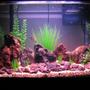 29 gallons freshwater fish tank (mostly fish and non-living decorations) - The new look.