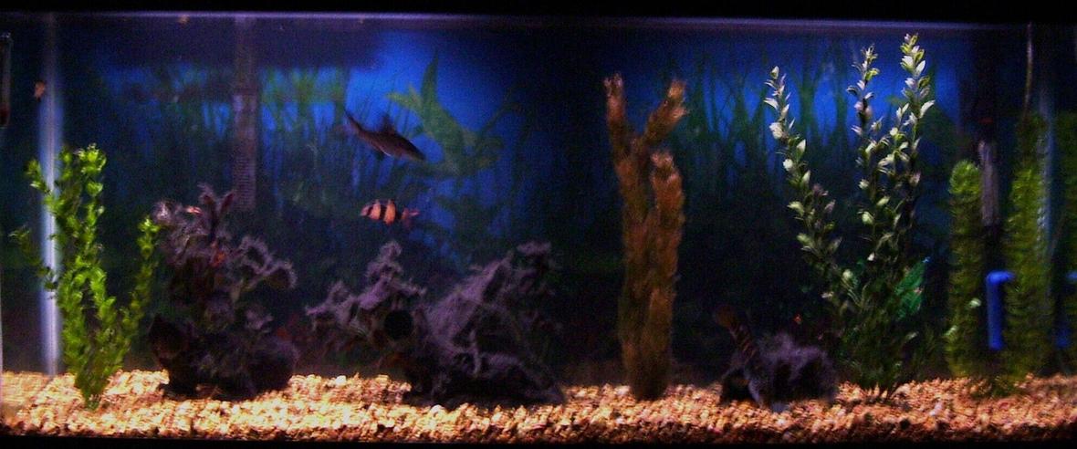 55 gallons freshwater fish tank (mostly fish and non-living decorations) - WOW! It is kinda hard to get a photo of my tank that will do it justice! I am sure many of you had the same problem?