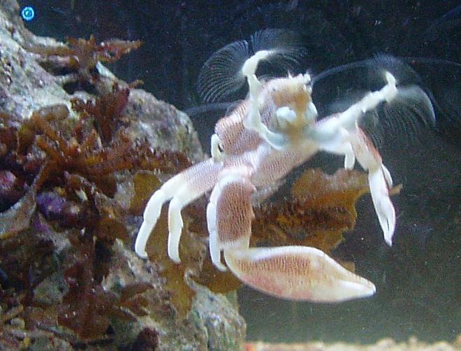 corals inverts - neopetrolisthes ohshimai - porcelain anemone crab stocking in 155 gallons tank - Anemone Porcelain Crab Catching Food