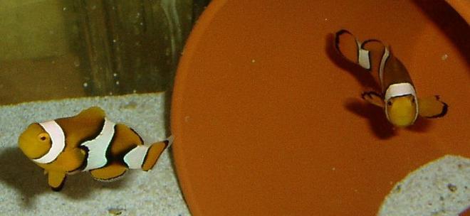 saltwater fish - amphiprion percula - true percula clownfish stocking in 155 gallons tank - Male & Female Percula Clowns in Quarantine Tank