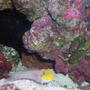 saltwater fish - gobiodon okinawae - clown goby, yellow stocking in 125 gallons tank - goldenhead goby and one armed crab