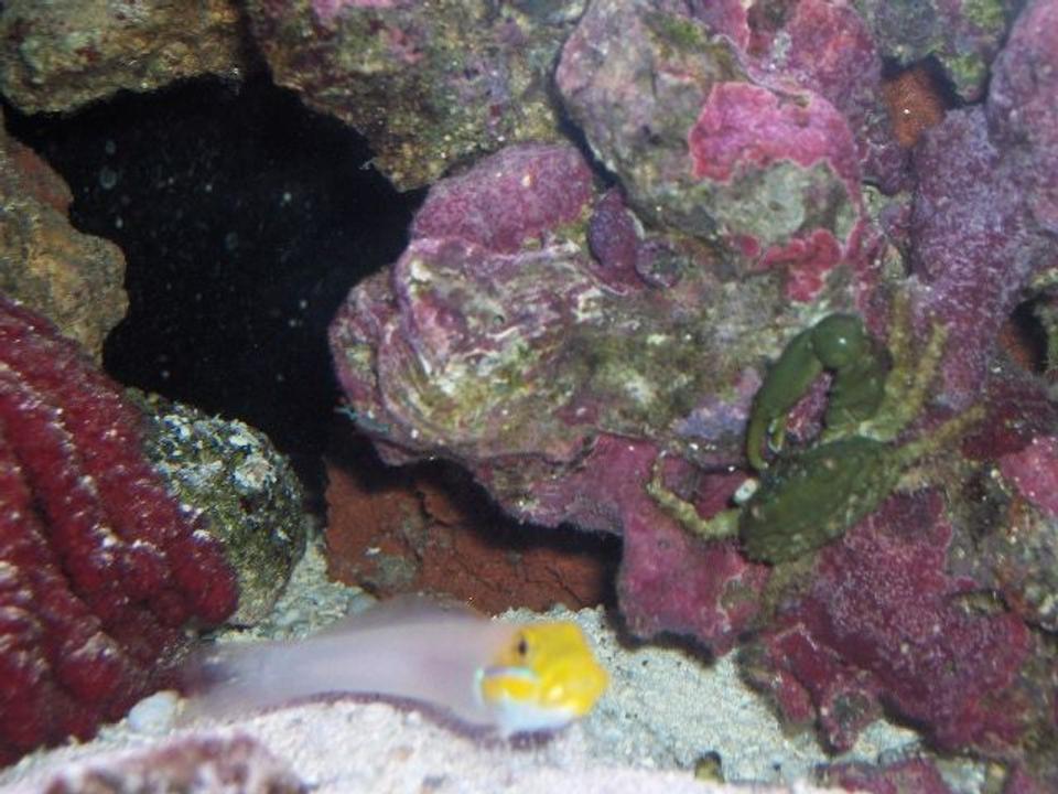 saltwater fish - gobiodon okinawae - clown goby, yellow stocking in 125 gallons tank - goldenhead goby and one armed crab