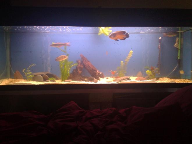 150 gallons freshwater fish tank (mostly fish and non-living decorations) - my tank again needs finished ,im taking my time