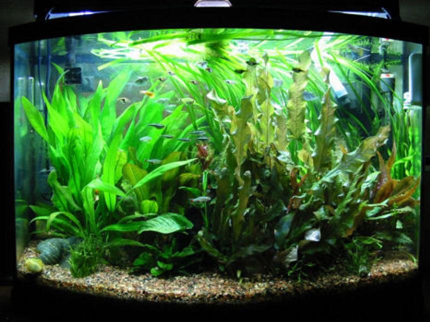Rated #38: 36 Gallons Planted Tank - 90 days old started on January 4 2008