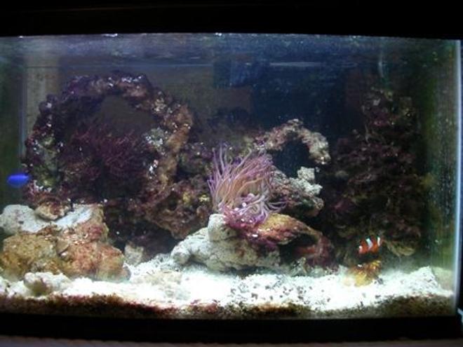 55 gallons reef tank (mostly live coral and fish) - 10 gal tank.  Only a temporary tank.  in the process of cycling my 55 gallon.
