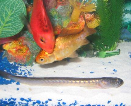 freshwater fish - puntius sachsii - gold barb stocking in 10 gallons tank - Bought this Picky little fart about a month ago he didn't eat for about three and a half weeks he finally ate some blood worms. He is very hard to feed my other fish eat so fast nothing ever has time to sink to the bottom.