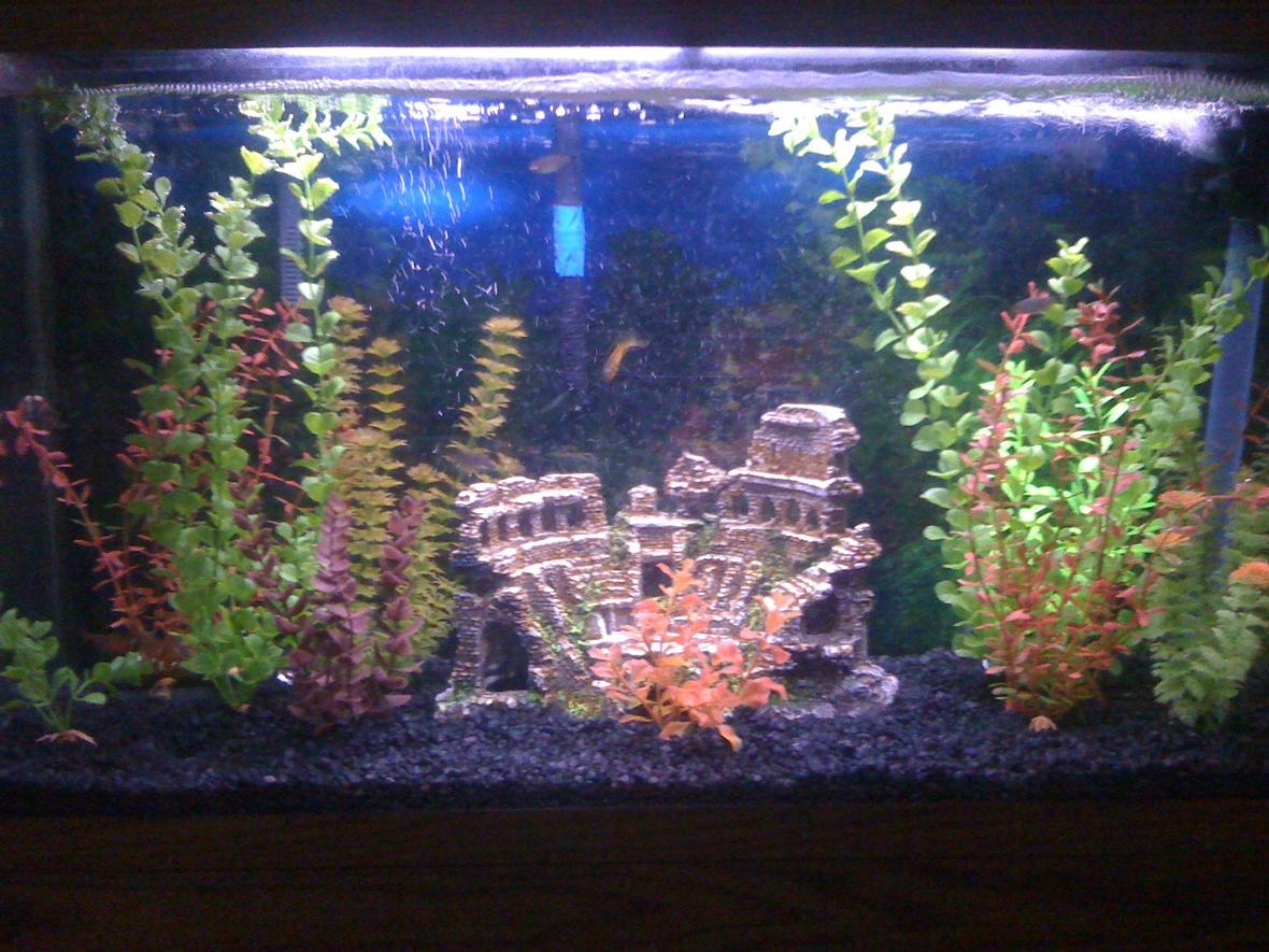 40 gallons freshwater fish tank (mostly fish and non-living decorations) - my first fish tank...40 gl