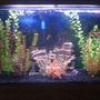 40 gallons freshwater fish tank (mostly fish and non-living decorations) - my first fish tank...40 gl