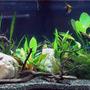 75 gallons planted tank (mostly live plants and fish) - My big 75 gallon tank.