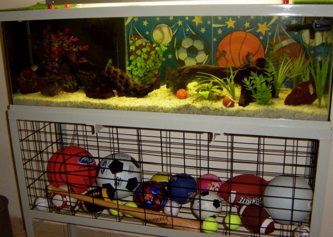 34 gallons freshwater fish tank (mostly fish and non-living decorations) - 34 GAL freshwater sports theme tank.